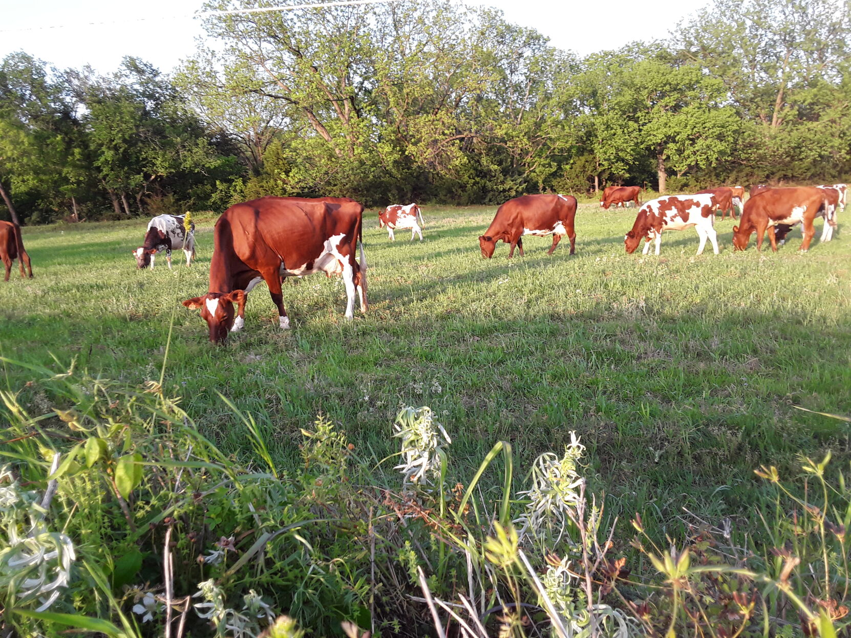 Milking shorthorns (5).jpg